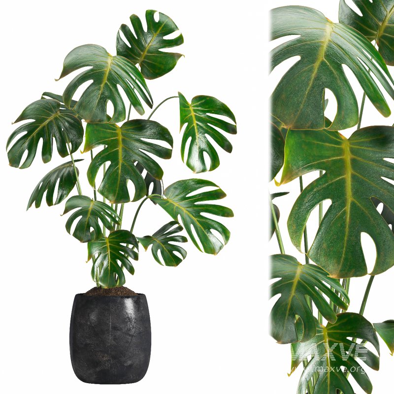 Indoor plant 07 - Image 1