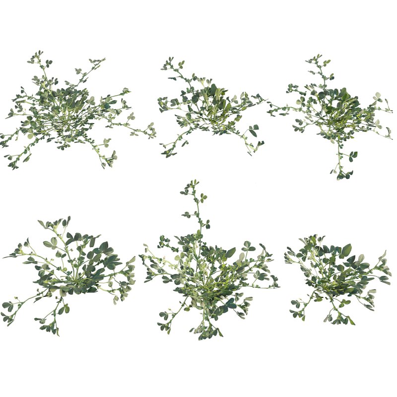 Medicago polymorpha - Image 1