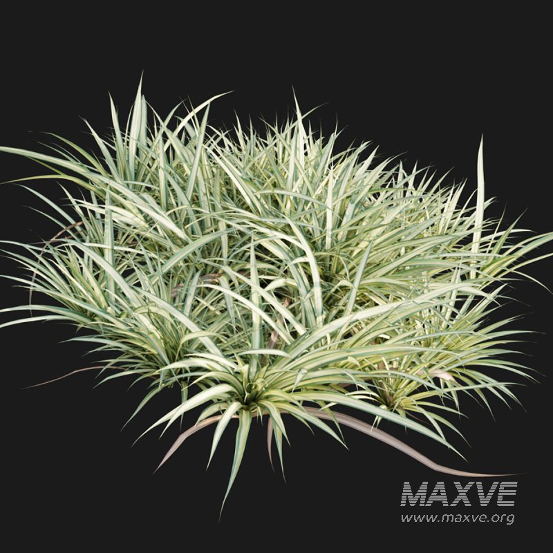 Pandanus baptistii – Variegated Dwarf Pandanus - Image 7