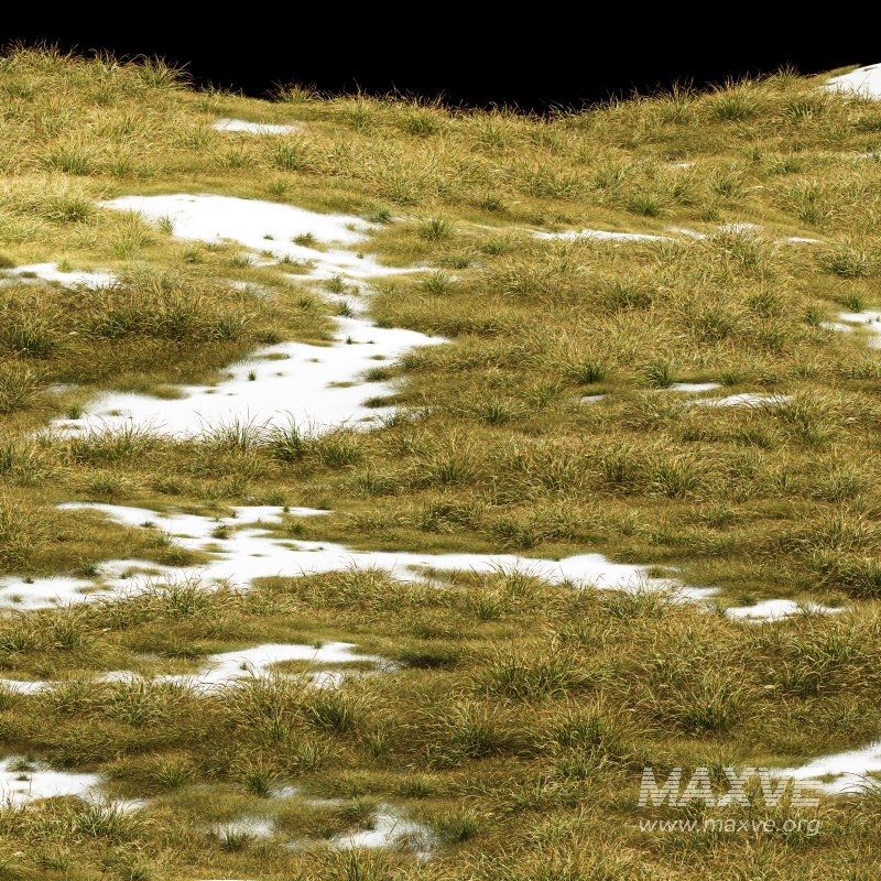 AV 20 different grass Stipa arundinacea Anemanthele lessoniana and Stipa arundinacea Sweet Grass - Image 5
