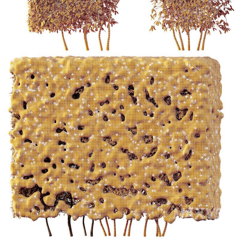 AV Plants Dwarf Yaupon Holly Box Hedge Winter Snow - Image 3