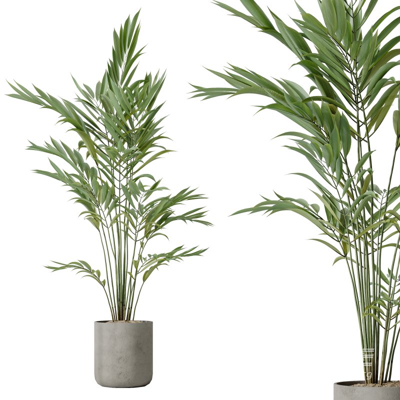 AV Indoor plants set 188 Mission Kalamata Leccino Arbequina Olive and Ficus Cyathistipula and Mountain Kentia Palm - Image 2