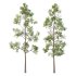 Eucalyptus Robusta Trees 04 - Thumbnail 2