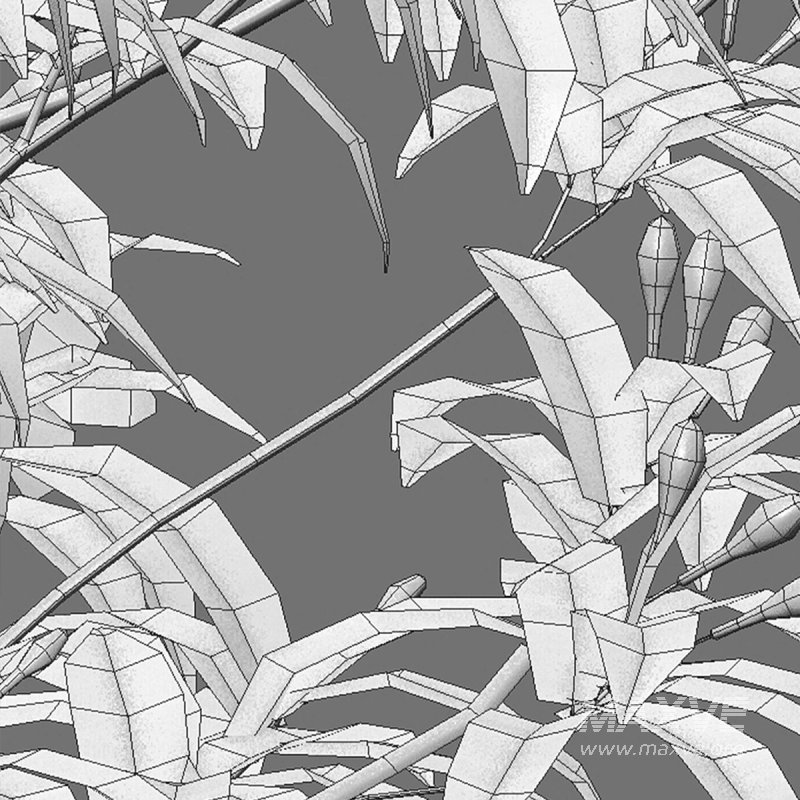 Wrightia antidysenterica - Image 7