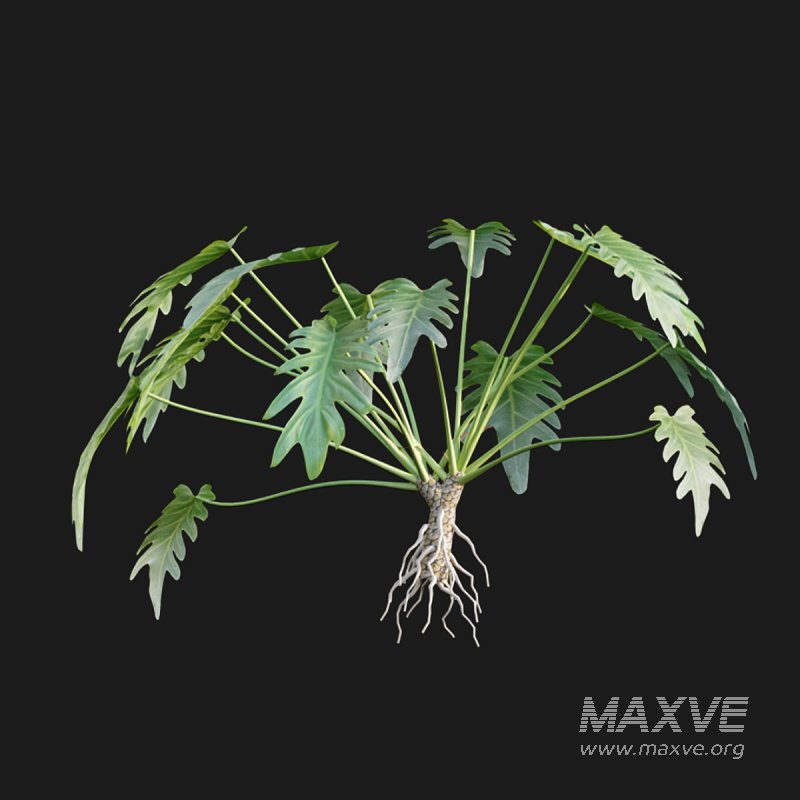 Philodendron xanadu - Image 3