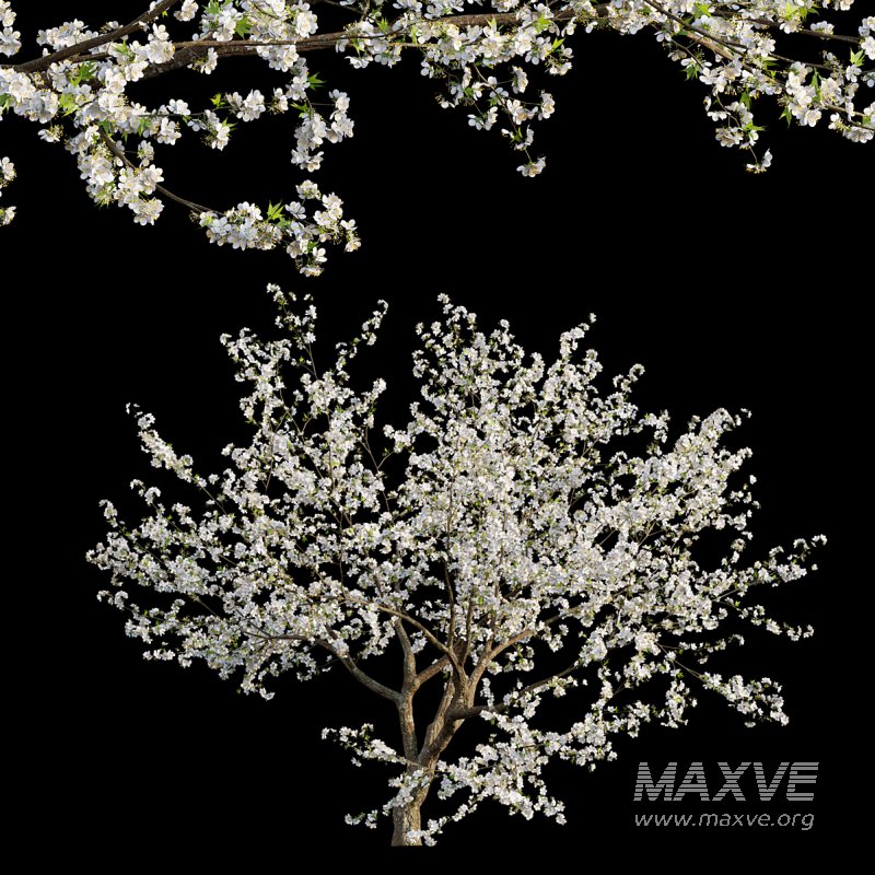 Prunus salicina – Chinese Plum – Japanese Plum 05 - Image 1