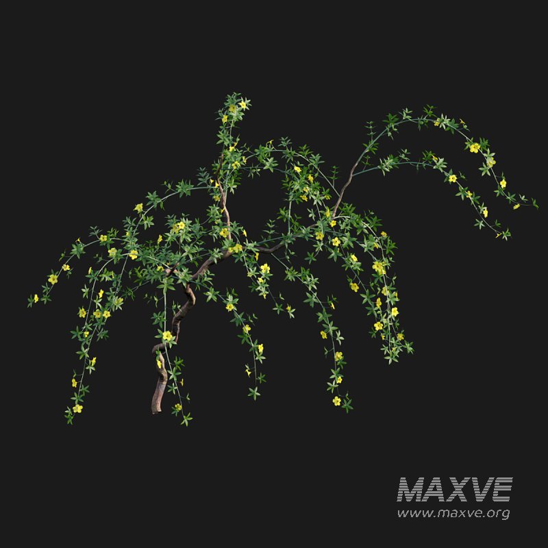 Allamanda cathartica – Golden Trumpet - Image 3