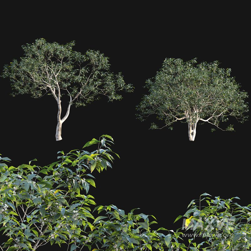 Osmanthus fragrans 03 - Image 1