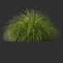 AV Calamagrostis Acutiflora Karl Foerster and Carex Elata Aurea Grasses - Thumbnail 6