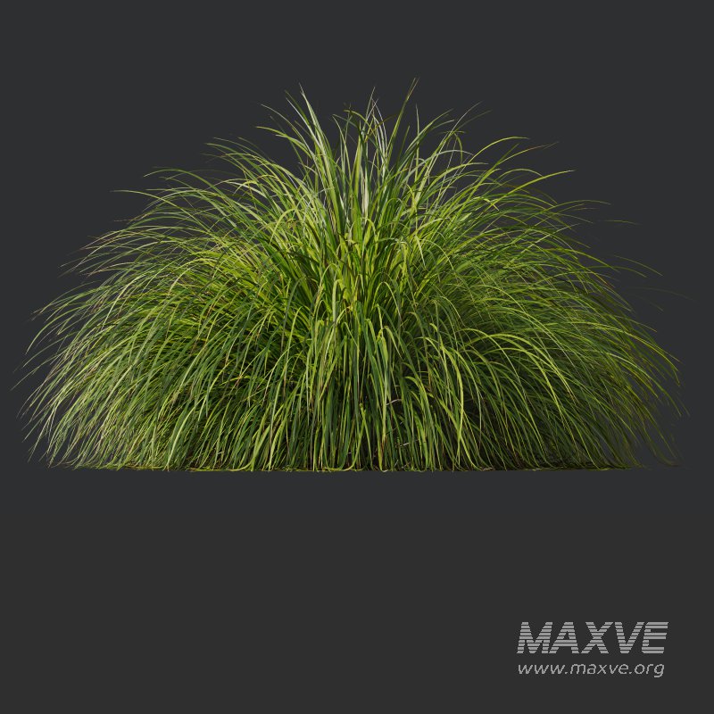 AV Calamagrostis Acutiflora Karl Foerster and Carex Elata Aurea Grasses - Image 6