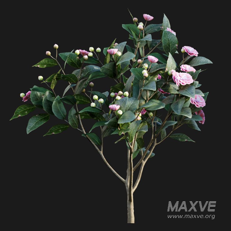 Camellia japonica – Japanese camellia 01 - Image 2