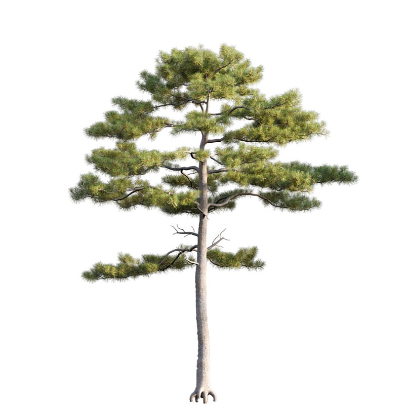Pinus tabuliformis 02 - Image 2