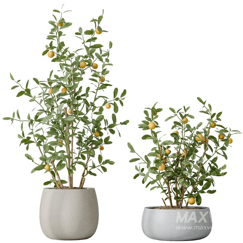 AV Indoor plants set 179 Mission Arbequina Olive and Ficus Robusta Abidjan and Mandarin Citrus Fruit Bonsai Orange Tree - Image 2