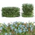 Ceratostigma Plumbaginoides Bleiwurz Bush - Thumbnail 1