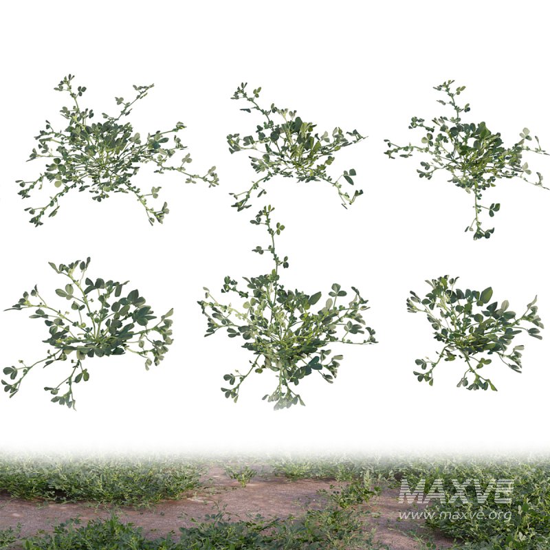 Medicago polymorpha - Image 2