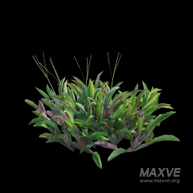 Axonopus Compressus Set 02 - Image 5