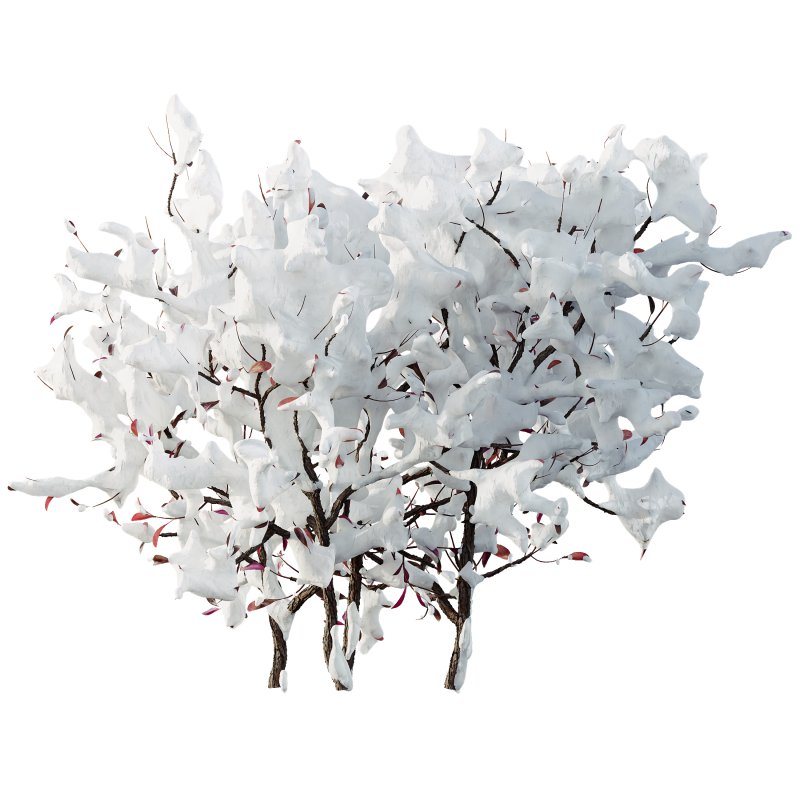 AV Plants Myrica Morella Pennsylvania Bayberry Candleberry Northern Winter Snow - Image 2