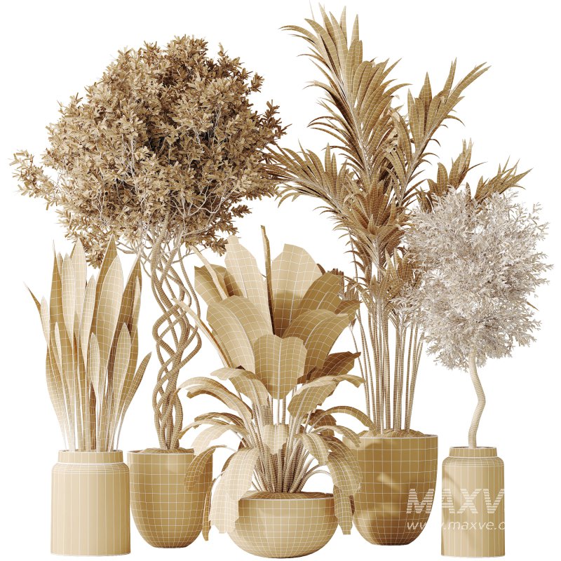 AV Indoor plants set 182 Areca Majesty Palm and Ficus Elastica Robusta and Olive Elegant Mission and Green Sansevieria - Image 8