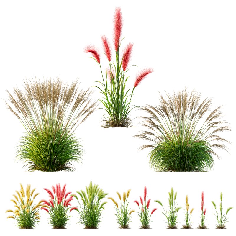 AV 11 different Grasses - Image 9