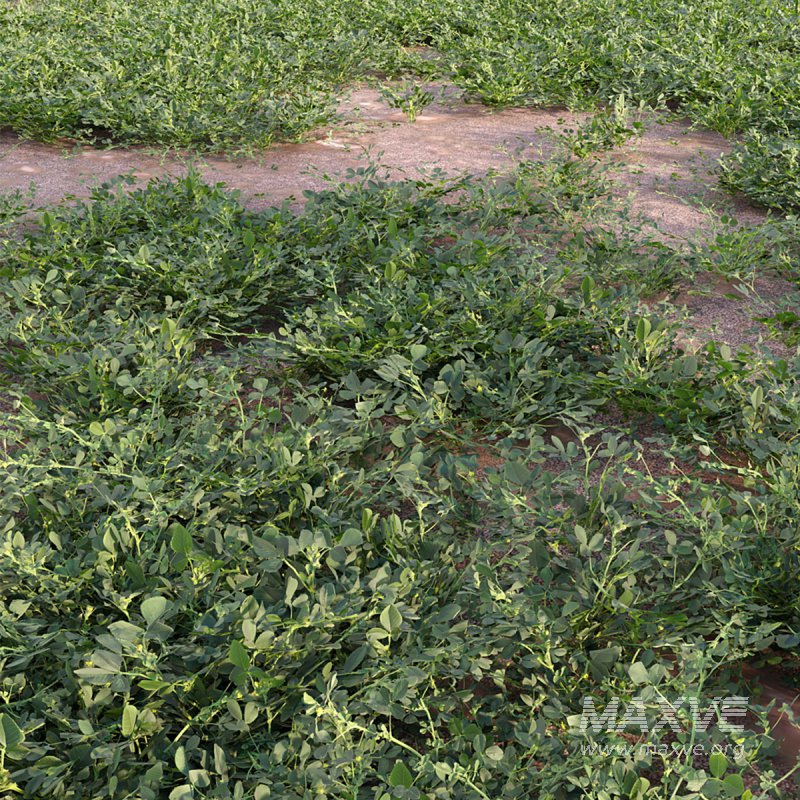 Medicago polymorpha - Image 3