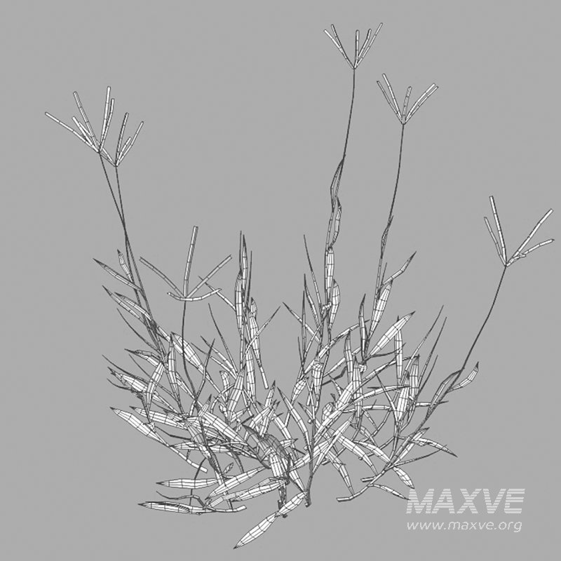 Cynodon dactylon – dry 02 - Image 8