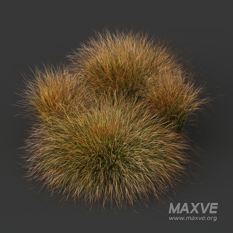 AV Carex Testacea Orange Sedge Grass Prairie Fire - Image 7