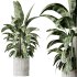 AV Indoor plants set 183 Areca Majesty Palm and ParadiseBird and Lemon Lime Cane Dragon and Olive Artificial and Aloifolia Rostrata Palm - Thumbnail 2