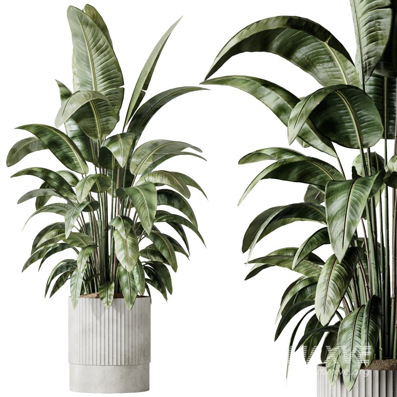 AV Indoor plants set 183 Areca Majesty Palm and ParadiseBird and Lemon Lime Cane Dragon and Olive Artificial and Aloifolia Rostrata Palm - Image 2