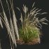 AV Calamagrostis Acutiflora Karl Foerster and Carex Elata Aurea Grasses - Thumbnail 1