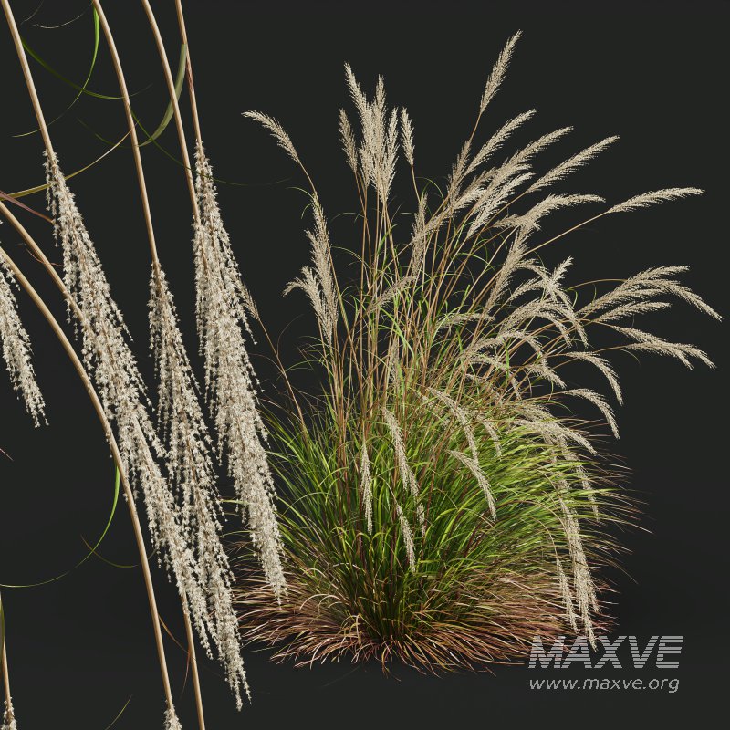 AV Calamagrostis Acutiflora Karl Foerster and Carex Elata Aurea Grasses - Image 1