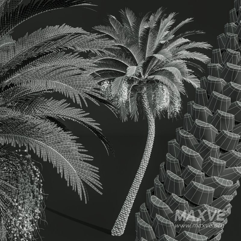 AV Sabal Palmetto Cabbage Palm and Phoenix Sylvestris Fruit palm tree - Image 9