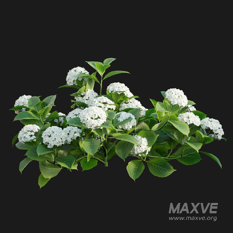 Hydrangea 02 - Image 7