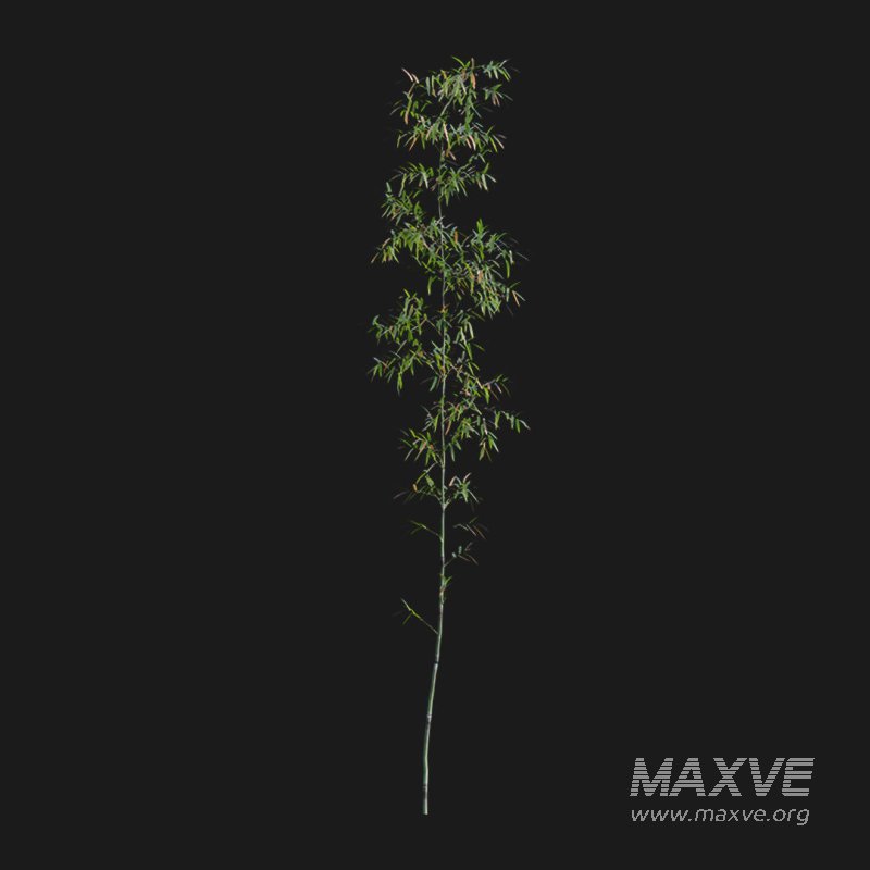 Bamboo – Bambusa lako 02 - Image 4