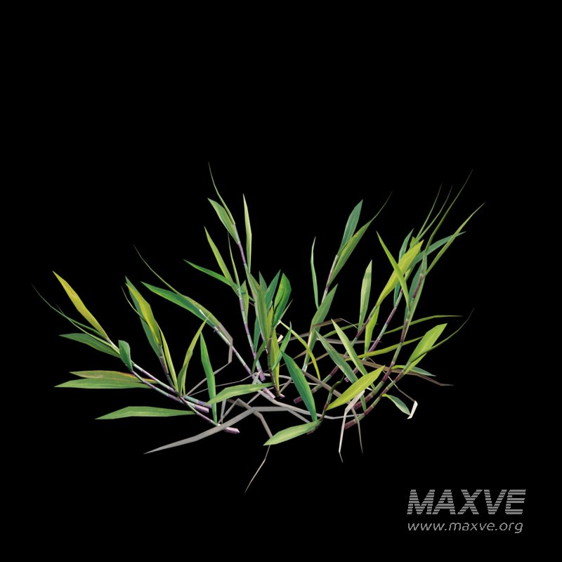 Cynodon dactylon – cut 01 - Image 3