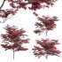 Japanese maple – Acer palmatum 01 - Thumbnail 1