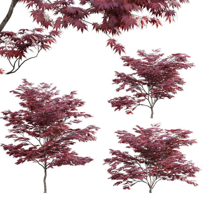 Japanese maple – Acer palmatum 01 - Image 1