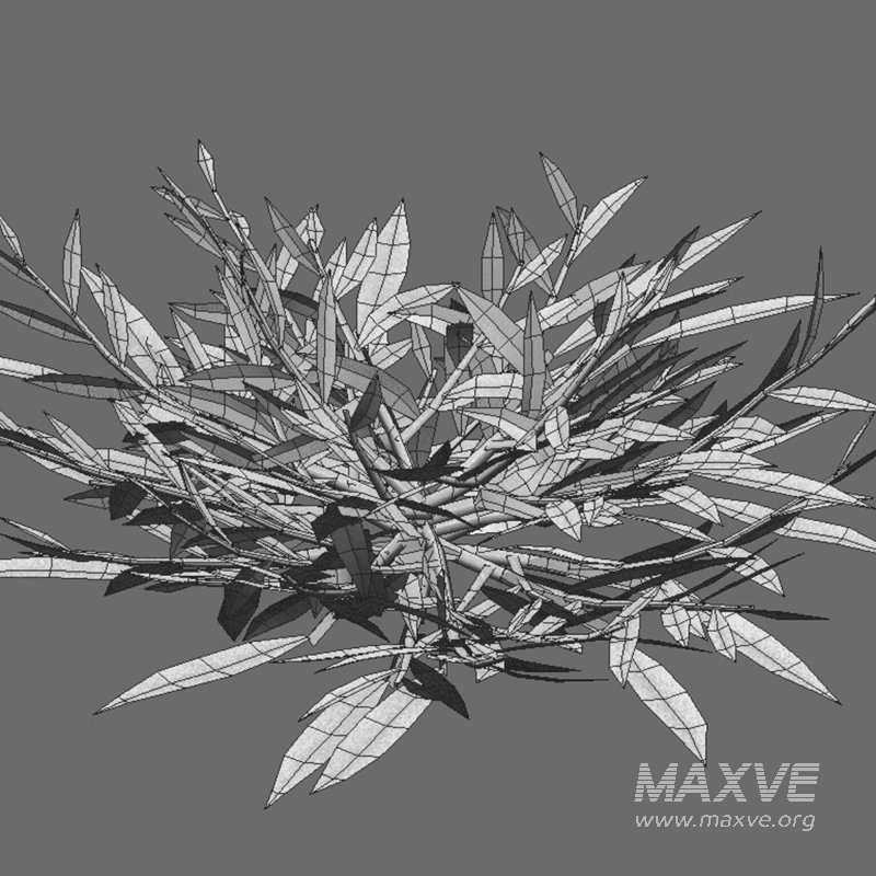 Chrysopogon aciculatus 03 - Image 6