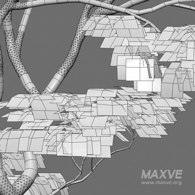 Japanese maple – Acer palmatum 01 - Image 7