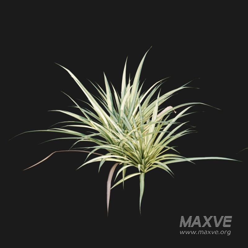 Pandanus baptistii – Variegated Dwarf Pandanus - Image 5