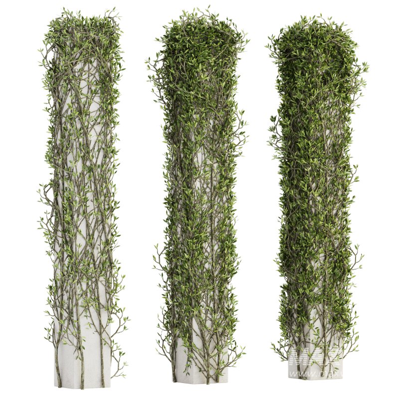 Outdoor Plant Set 010 - Image 2