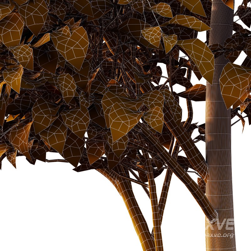 Catalpa Ovata Tree 07 - Image 2