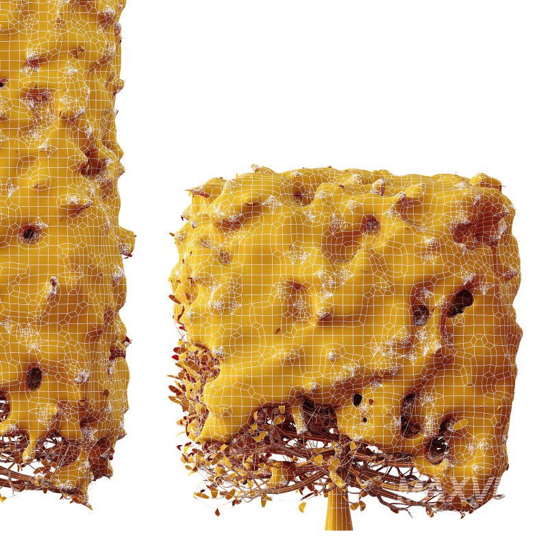 AV Plants Ligustrum Quihoui Privet Pruned Box Winter Snow - Image 4