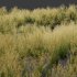 AV Celtica Gigantea Stipa Golden Oats and Calamagrostis Acutiflora Karl Foerster grasses - Thumbnail 7