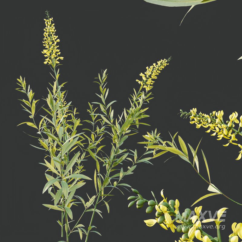 AV 7 different bush Linaria Vulgaris Yellow Toadflax and Gypsophila Paniculata Snowflake Breath - Image 3