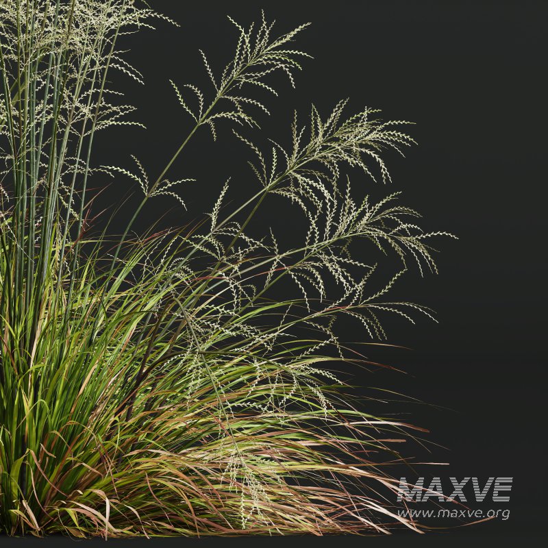 AV 20 different grass Stipa arundinacea Anemanthele lessoniana and Stipa arundinacea Sweet Grass - Image 4