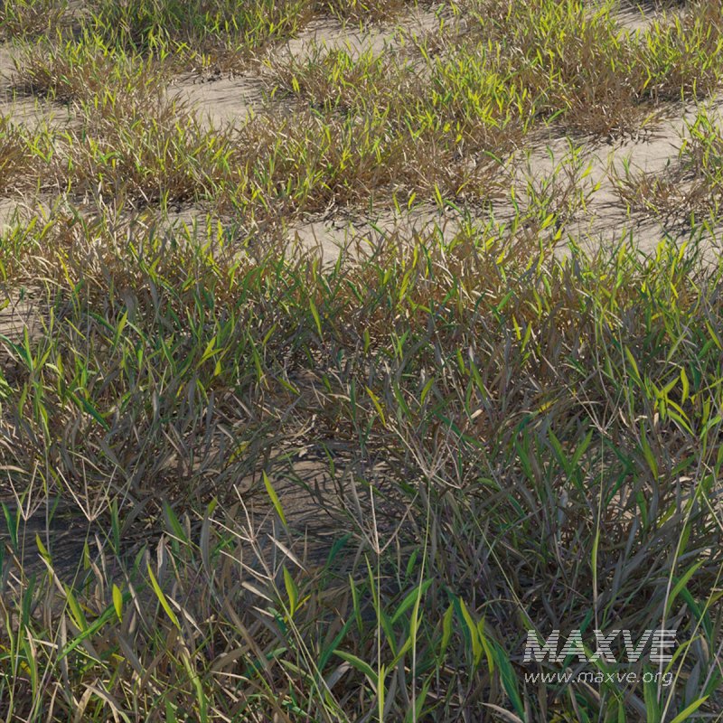 Cynodon dactylon – dry 01 - Image 2