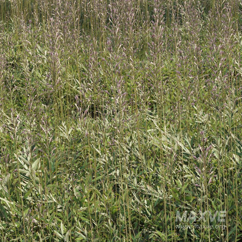 Chrysopogon aciculatus 01 - Image 1