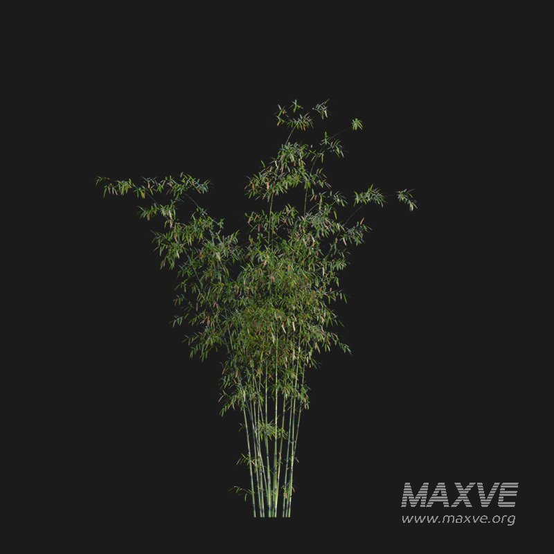 Bamboo – Bambusa lako 02 - Image 5