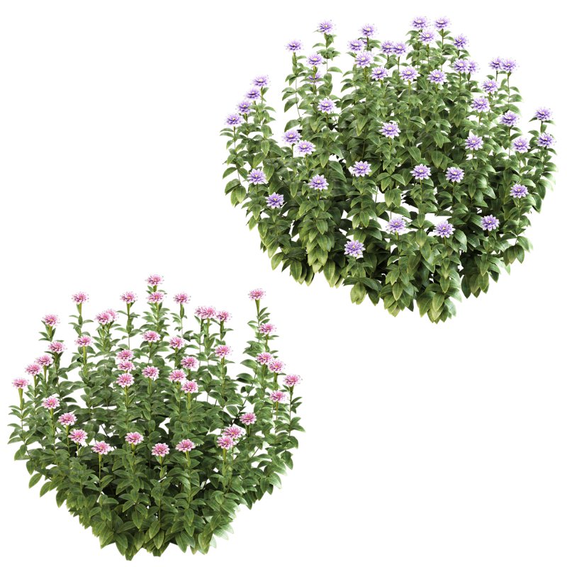 ornamental bush bloom - Image 2