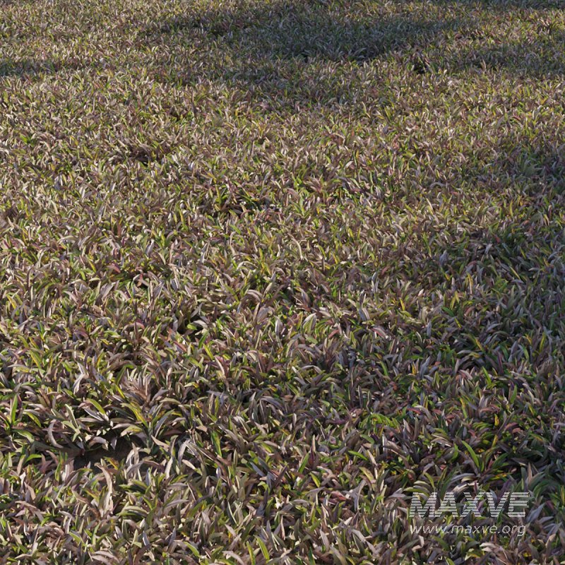 Axonopus compressus_old - Image 1